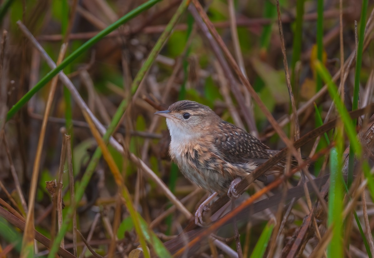 Тростниковый крапивник - ML652644003