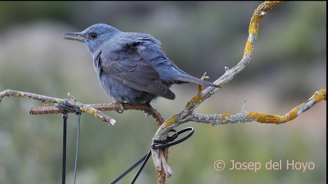 藍磯鶇 - ML652644065