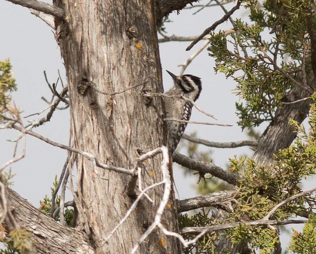 Ladder-backed Woodpecker - ML652644114