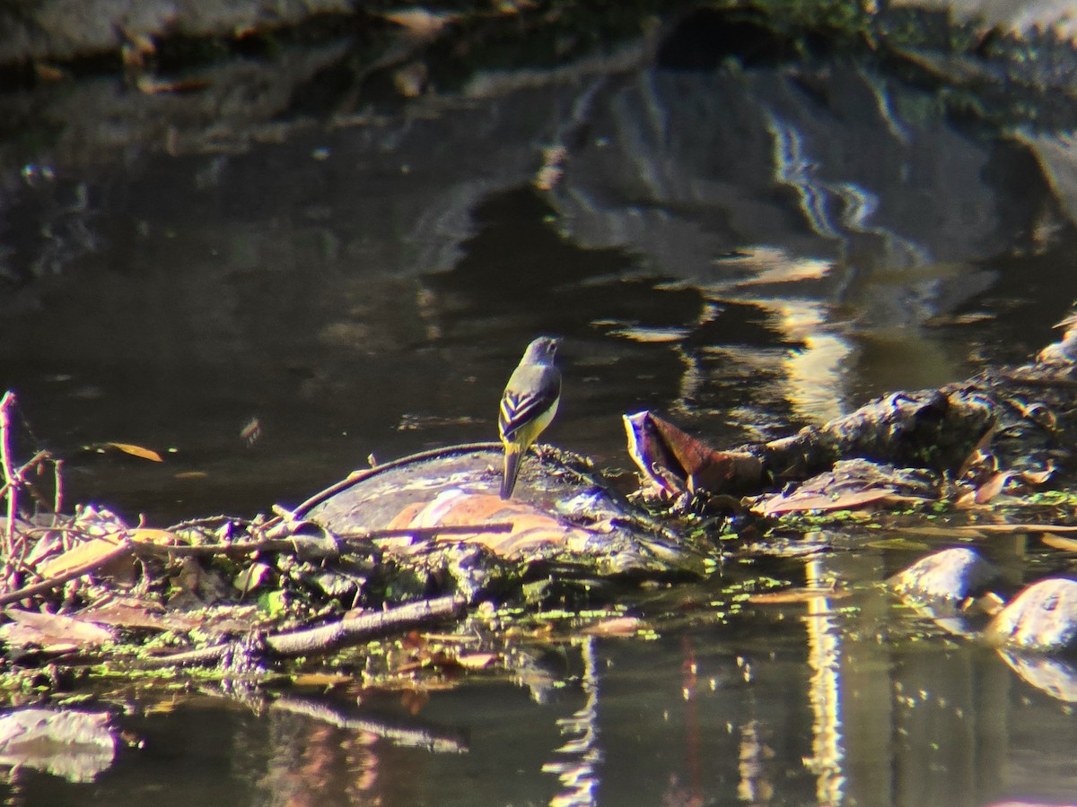 灰鶺鴒 - ML652644151