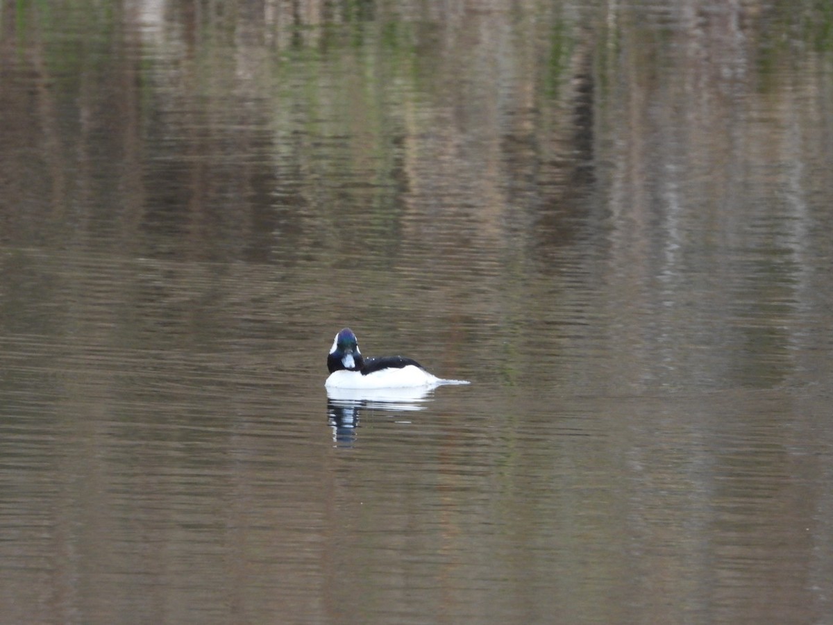 Bufflehead - ML652644210