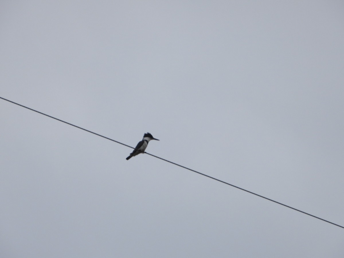 Belted Kingfisher - ML652644223