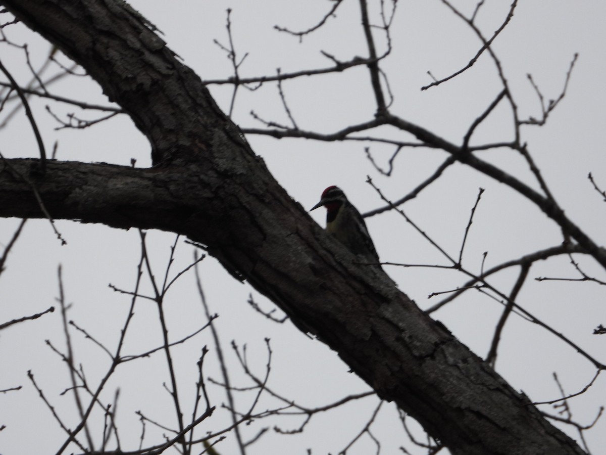 Yellow-bellied Sapsucker - ML652644226