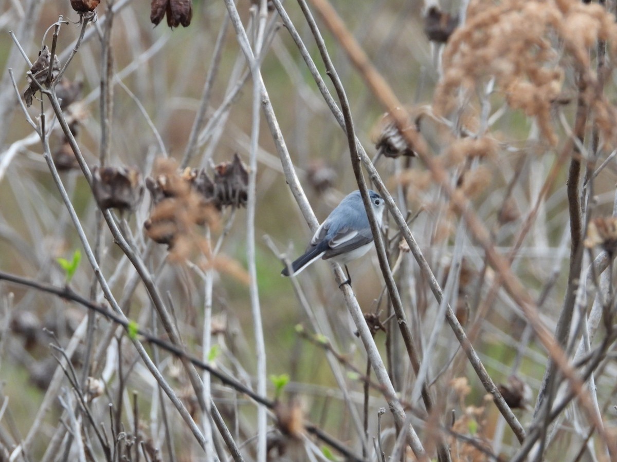 Blue-gray Gnatcatcher - ML652644232