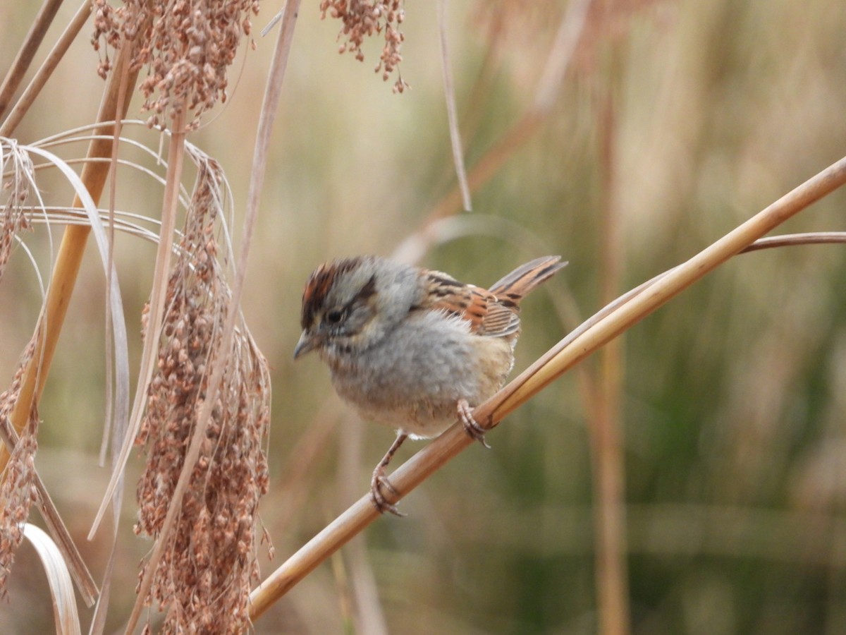 Swamp Sparrow - ML652644260