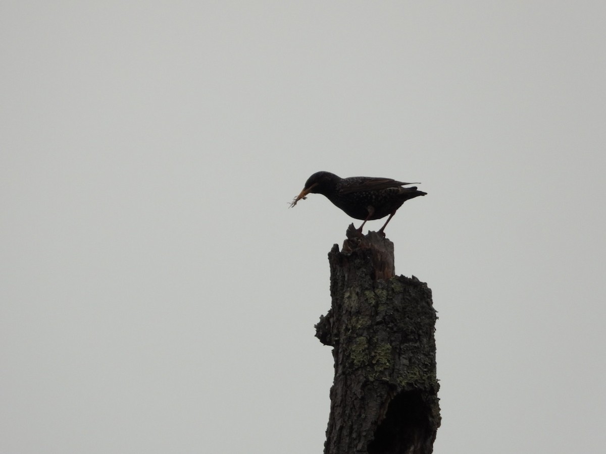 Хар тодол - ML652644279