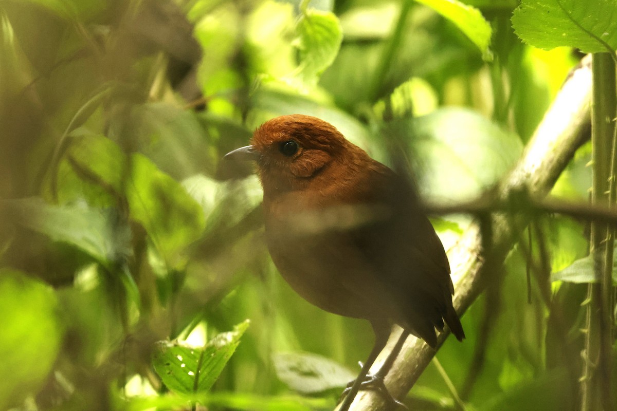 Chami Antpitta - ML652644358