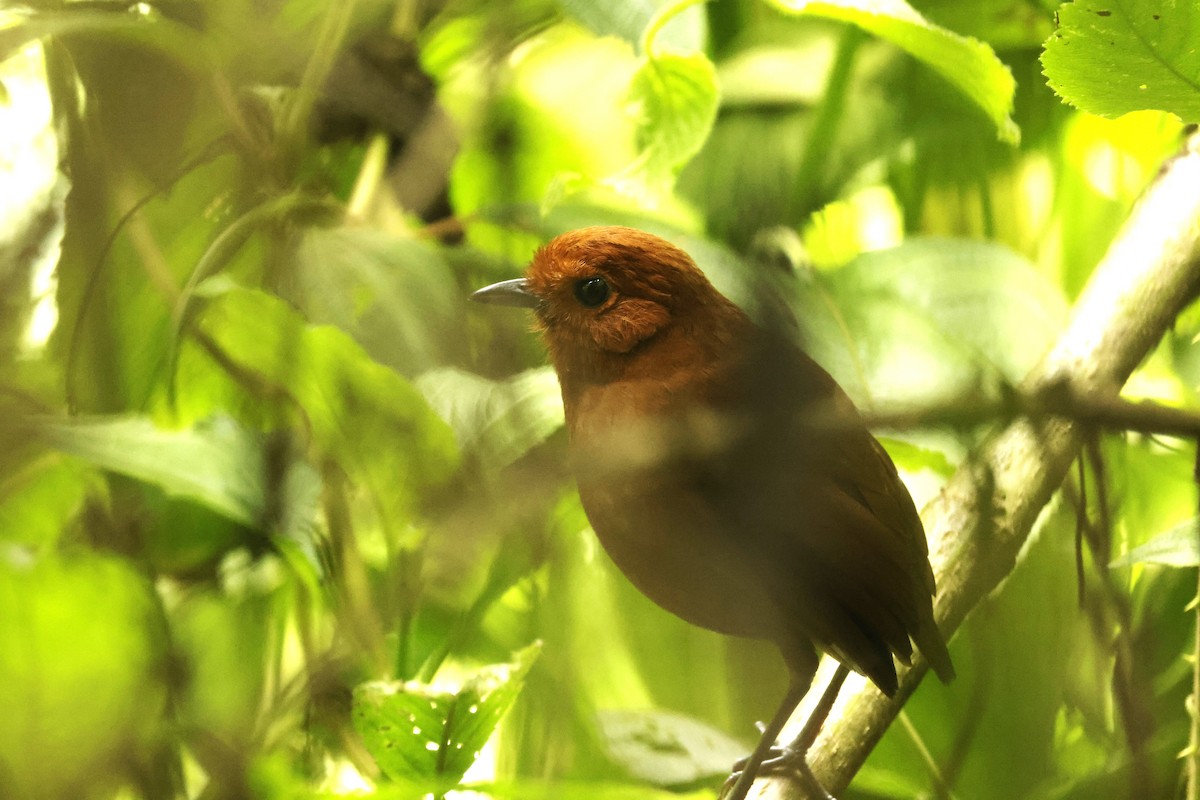 Chami Antpitta - ML652644359