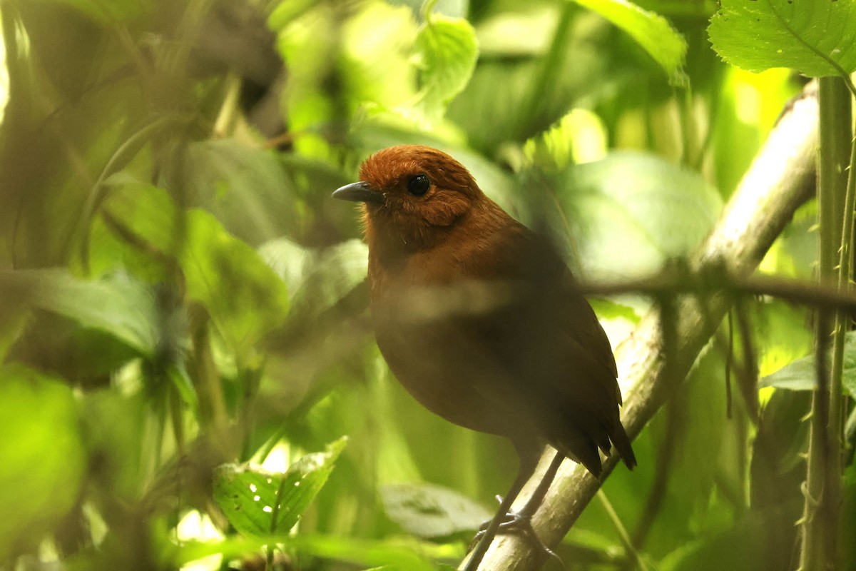 Chami Antpitta - ML652644360