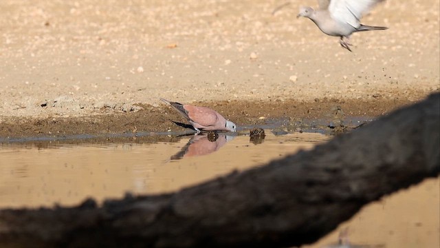 Usapal burugrisa - ML652644399