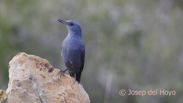 藍磯鶇 - ML652644412