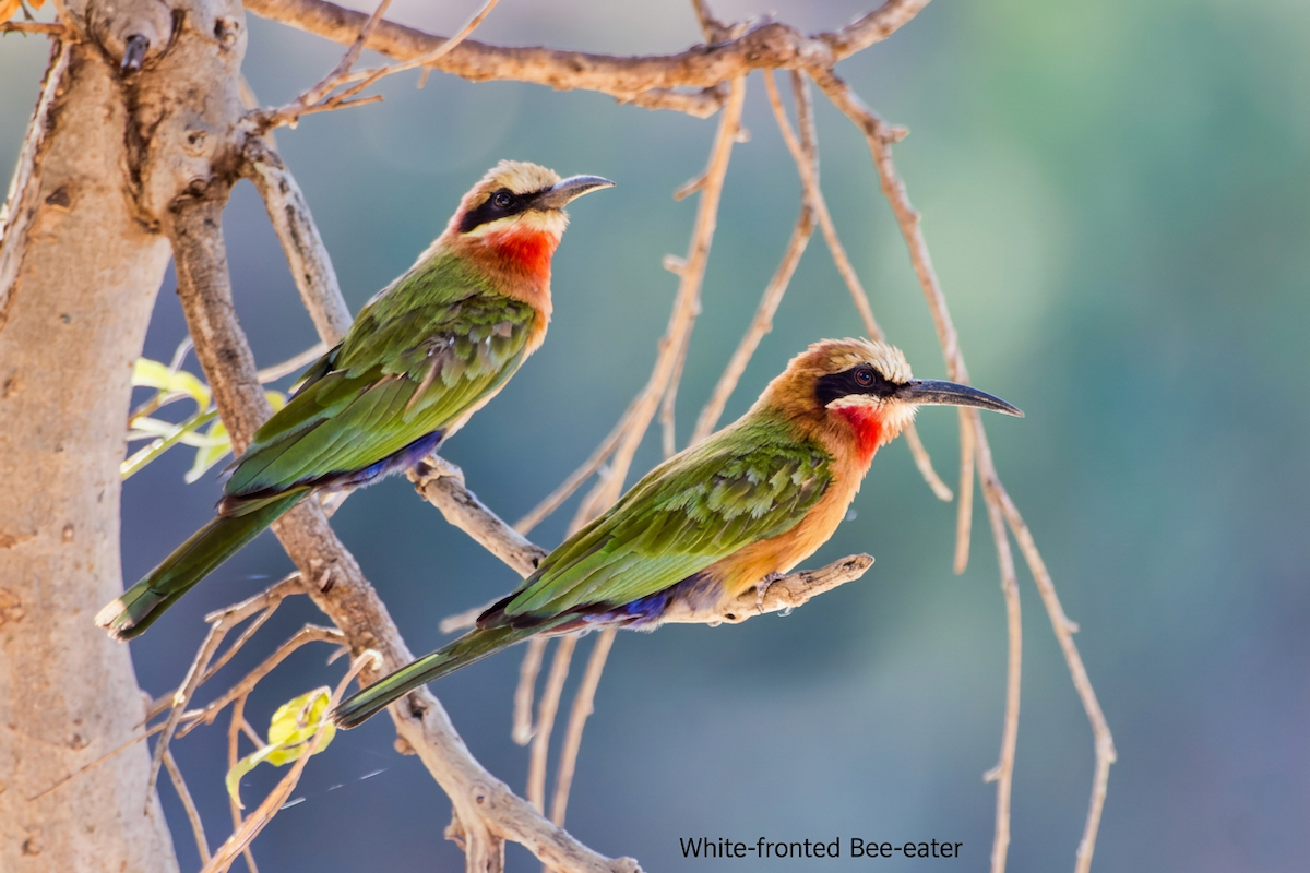 Бджолоїдка білолоба - ML652644519