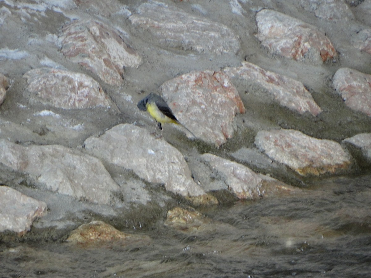 灰鶺鴒 - ML652644520