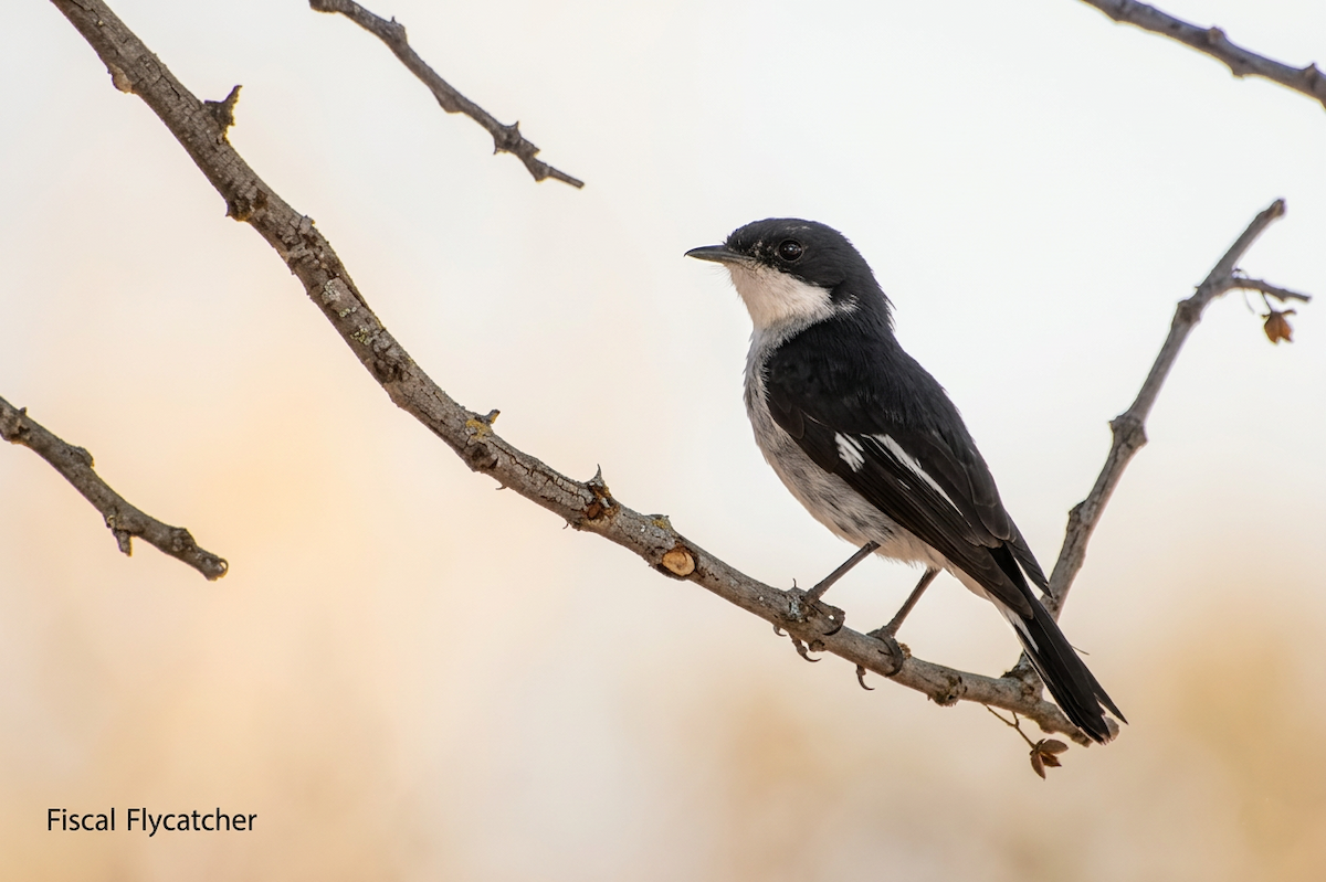 Мухарка строката - ML652644528