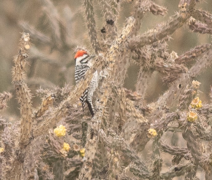 Ladder-backed Woodpecker - ML652644652