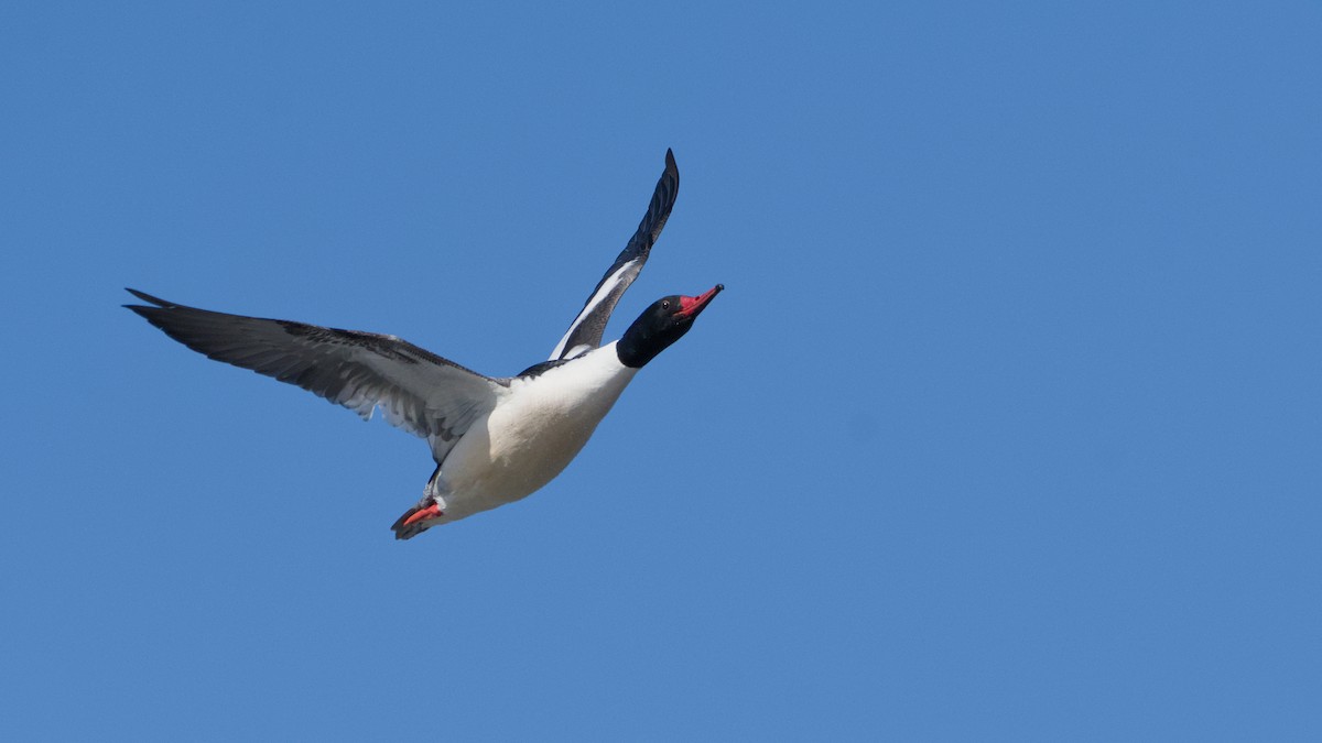 カワアイサ - ML652644831