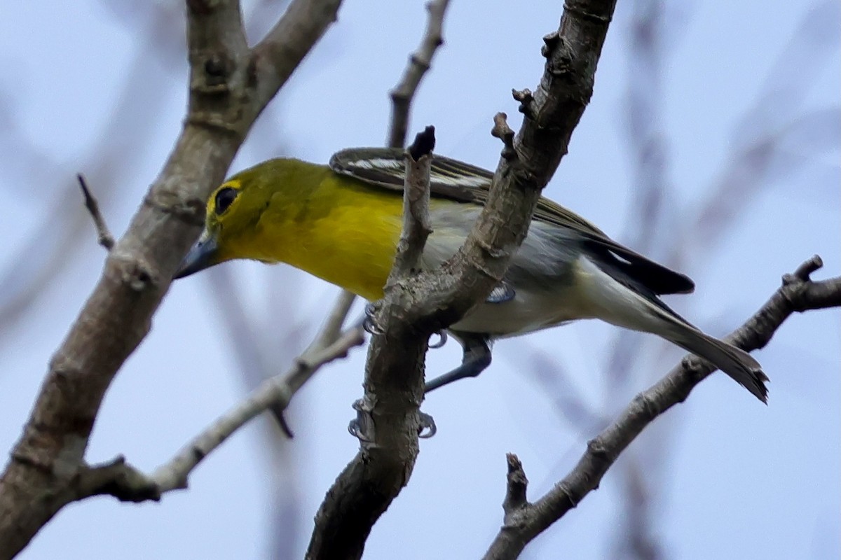 zelenáček žlutoprsý - ML652644945