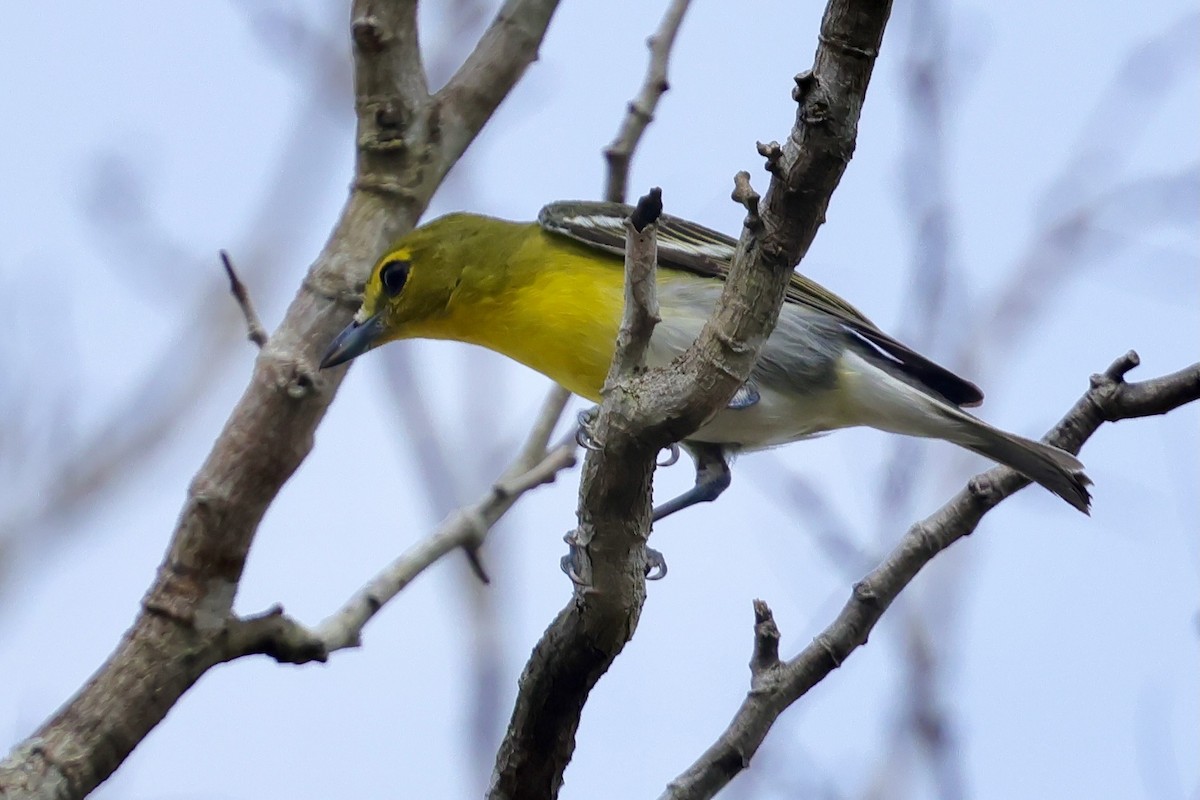 zelenáček žlutoprsý - ML652644947