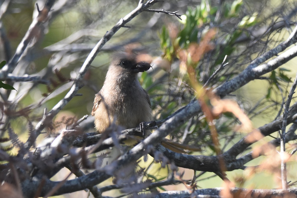 Чепіга бурокрила - ML652645187