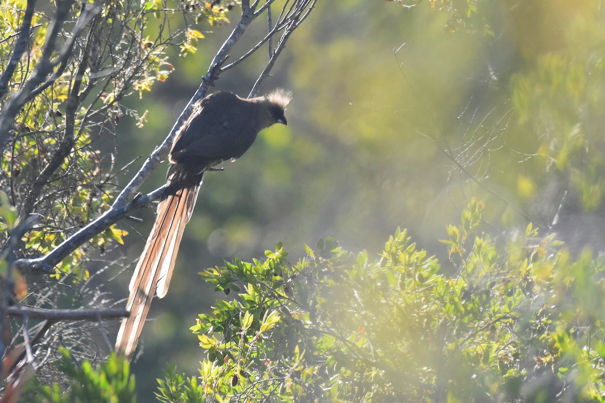 Чепіга бурокрила - ML652645188