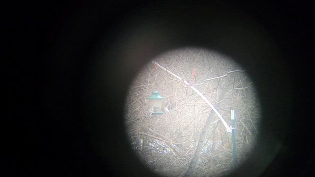 Evening Grosbeak - ML652645229