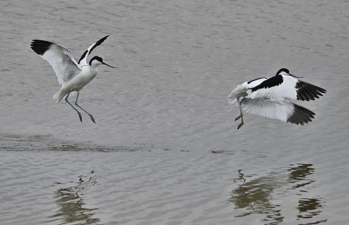 Шилоклювка - ML652645332