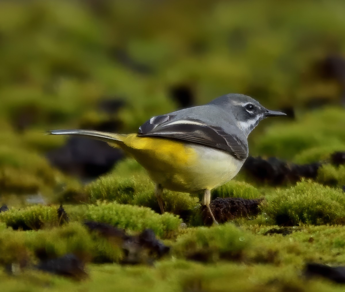 灰鶺鴒 - ML652645364