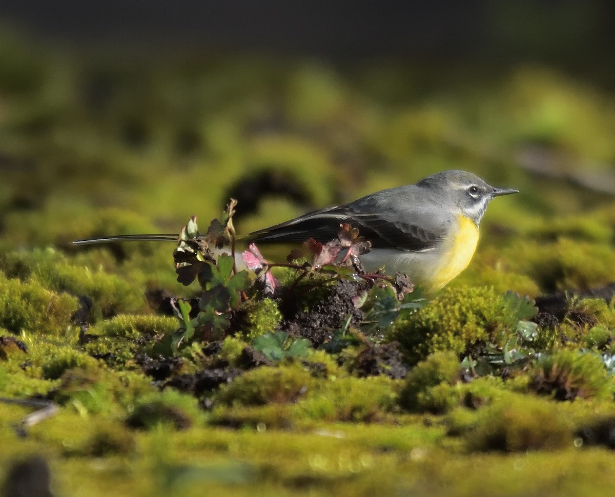 灰鶺鴒 - ML652645390