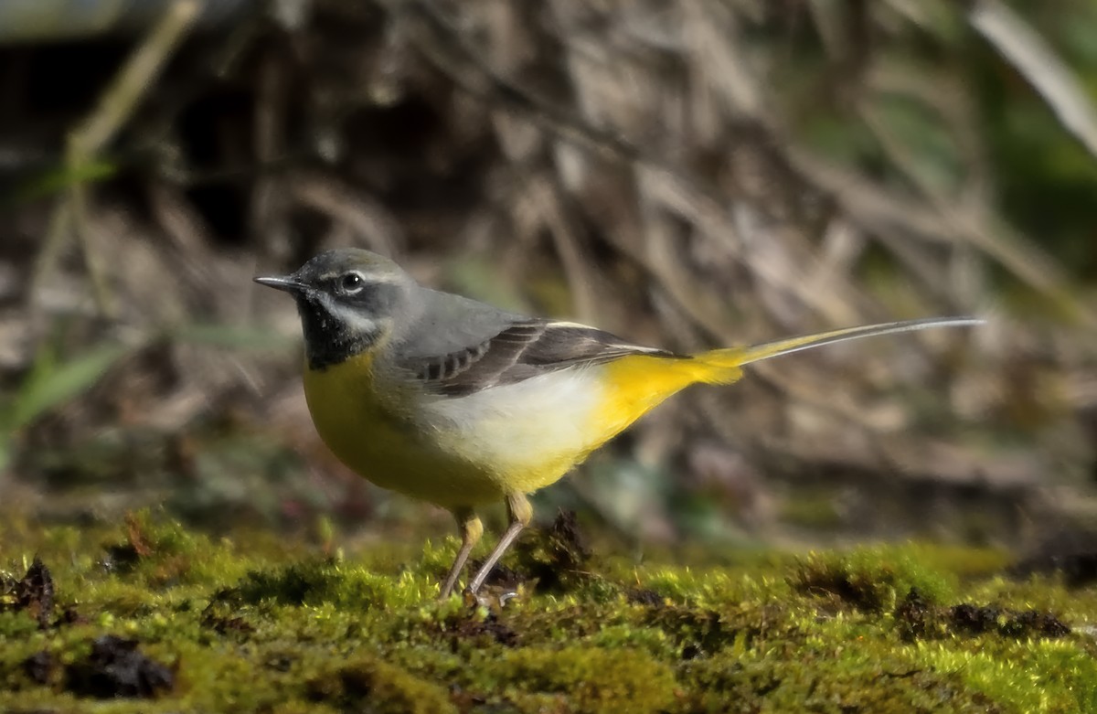 灰鶺鴒 - ML652645402