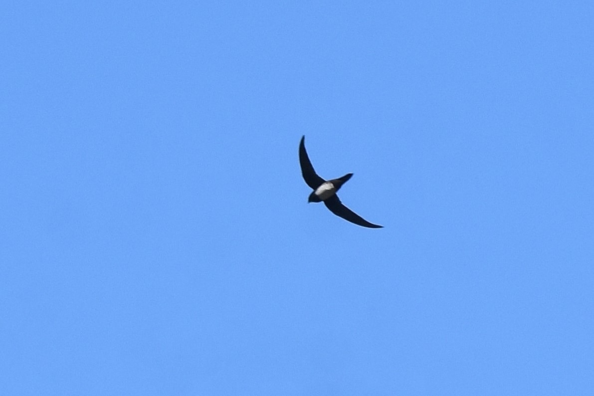 シロハラアマツバメ - ML652645543