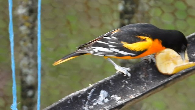 Baltimore Oriole - ML652645936