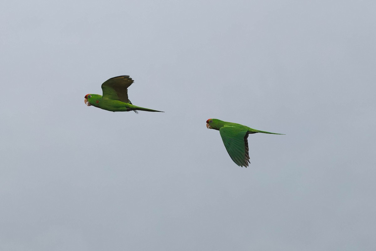 aratinga červenočelý - ML652646216