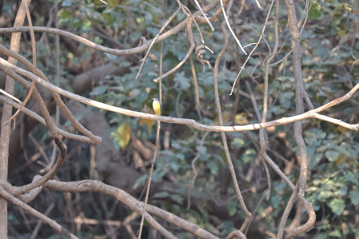 灰鶺鴒 - ML652646249