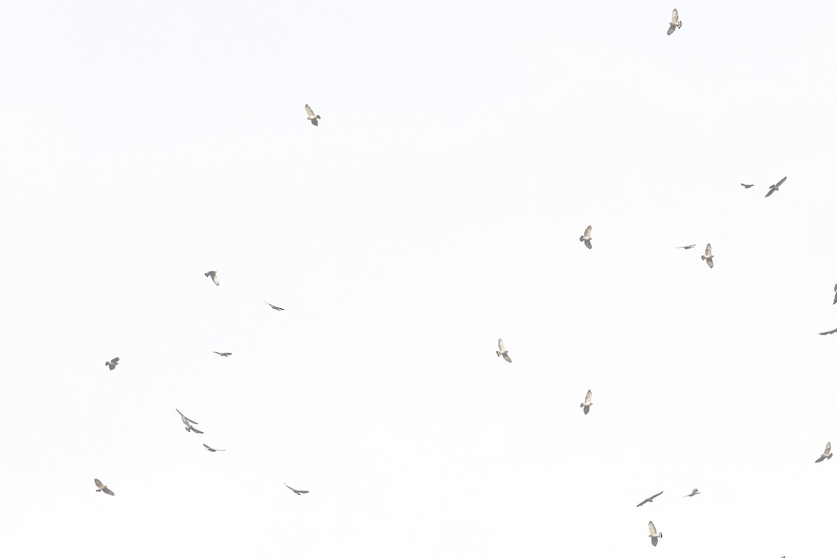 Broad-winged Hawk - ML652646295