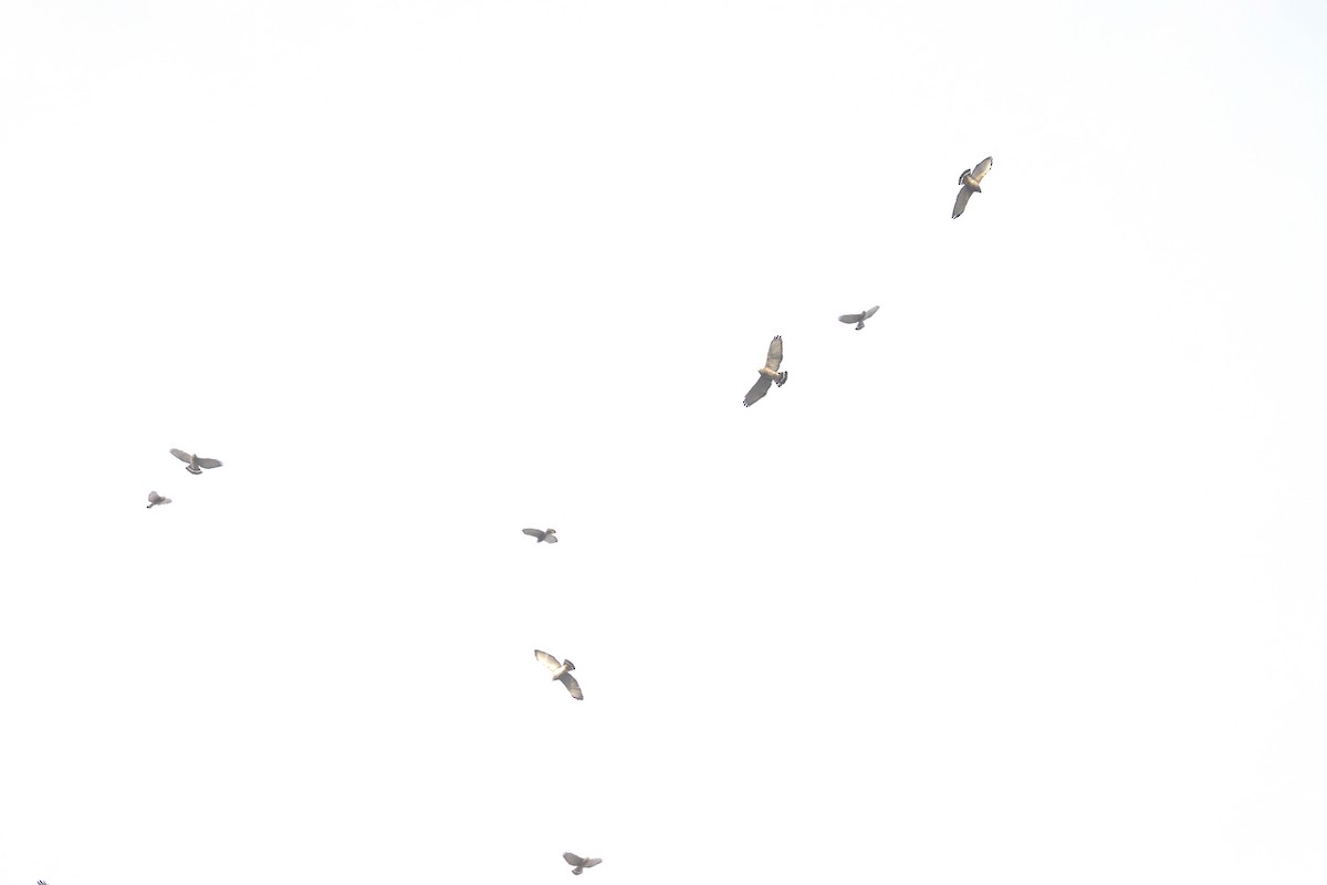 Broad-winged Hawk - ML652646296