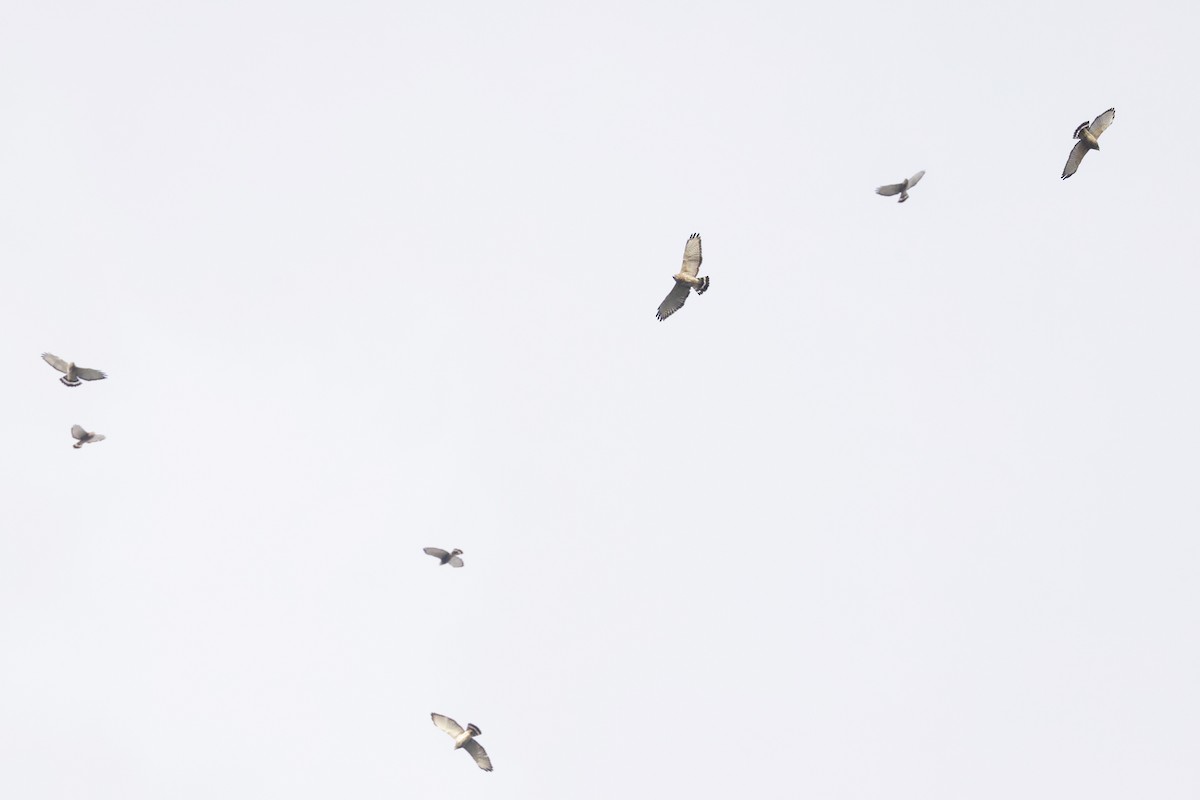 Broad-winged Hawk - ML652646297