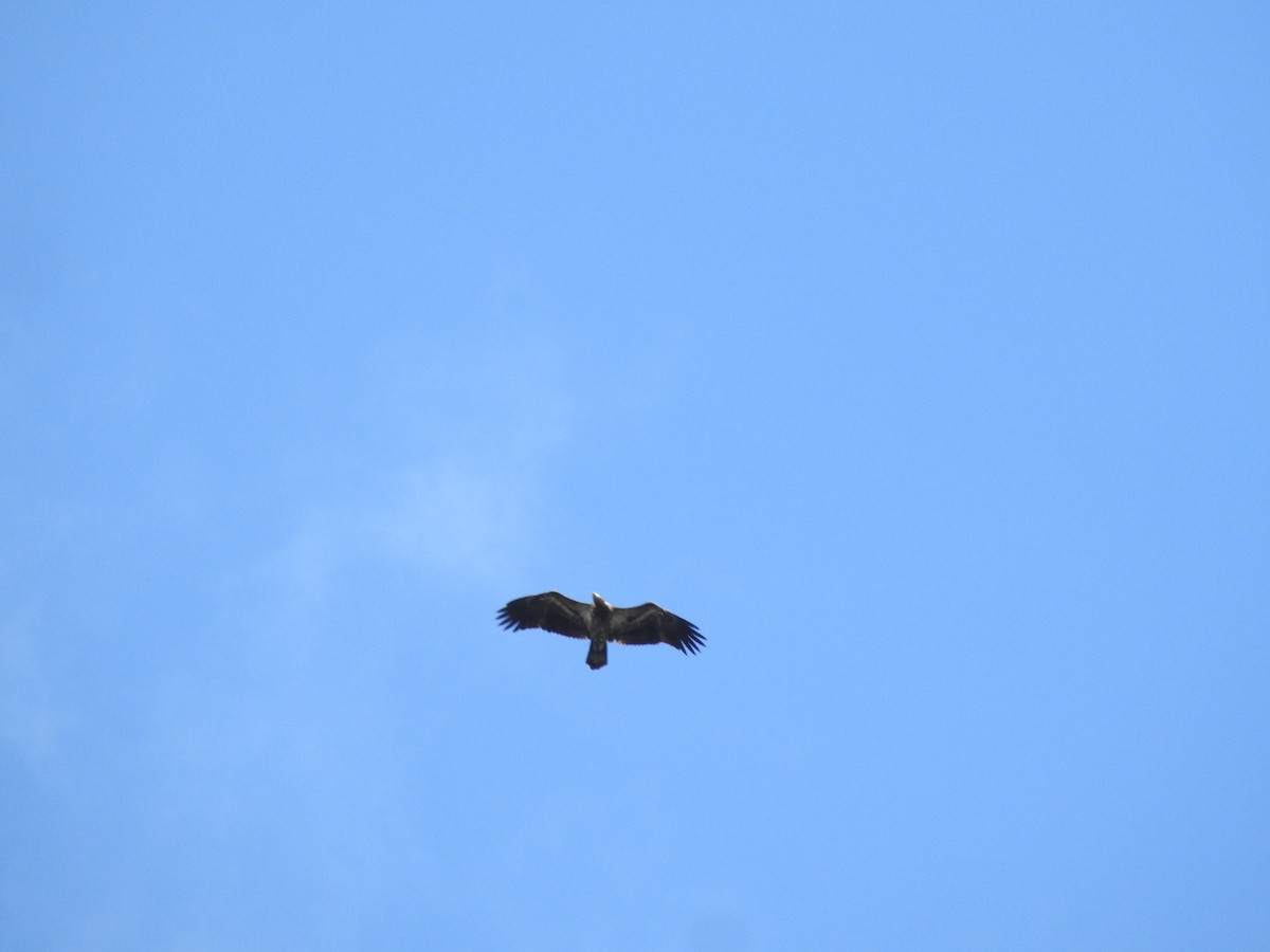 ハクトウワシ - ML652646342