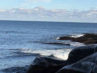 Halibut Point SP, Essex, Massachusetts, United States - eBird Hotspot