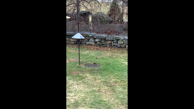 Eastern Towhee - ML652647075