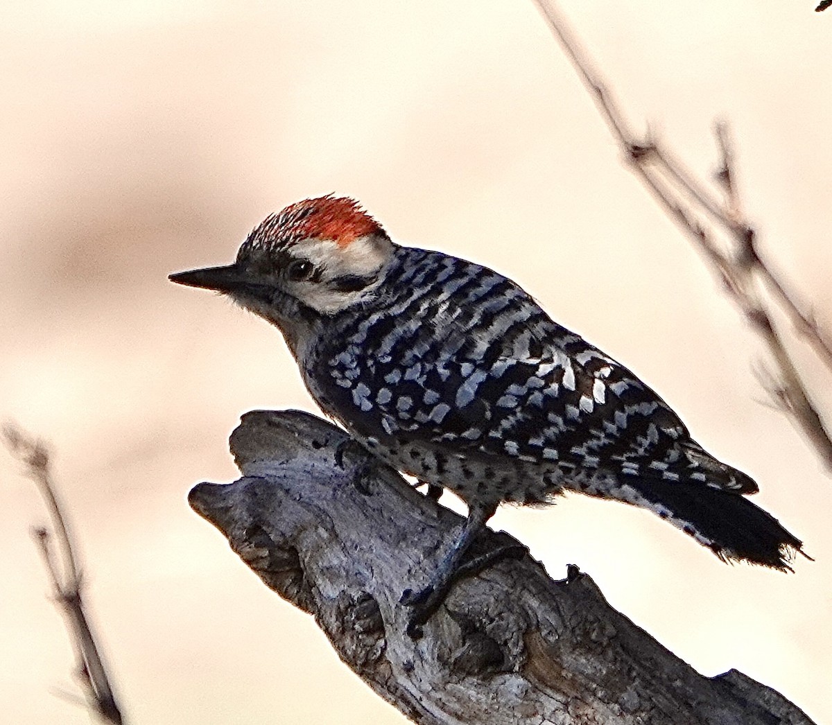 Ladder-backed Woodpecker - ML652647084