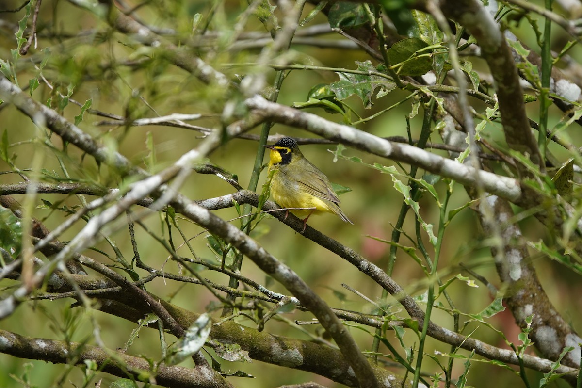 kentuckyparula - ML652647262