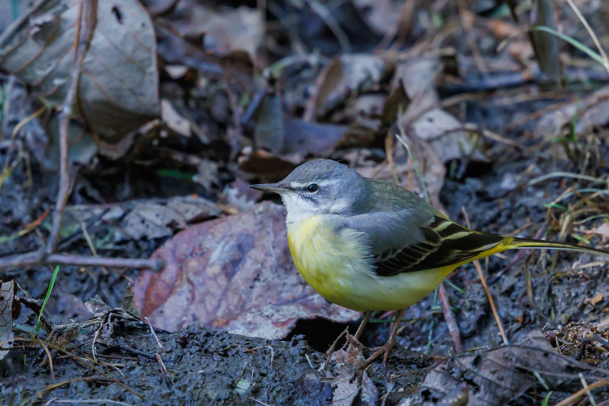 灰鶺鴒 - ML652647630