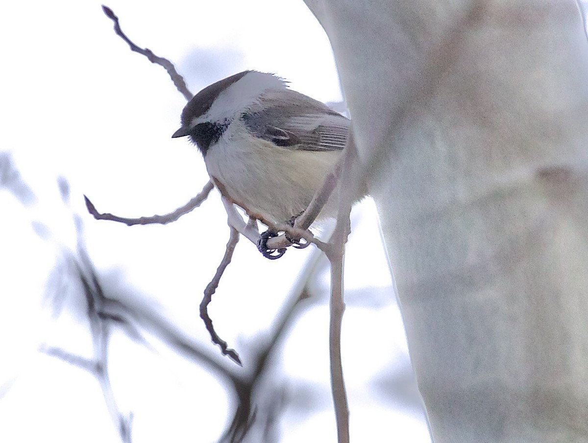 Black-capped Chickadee - ML652647719