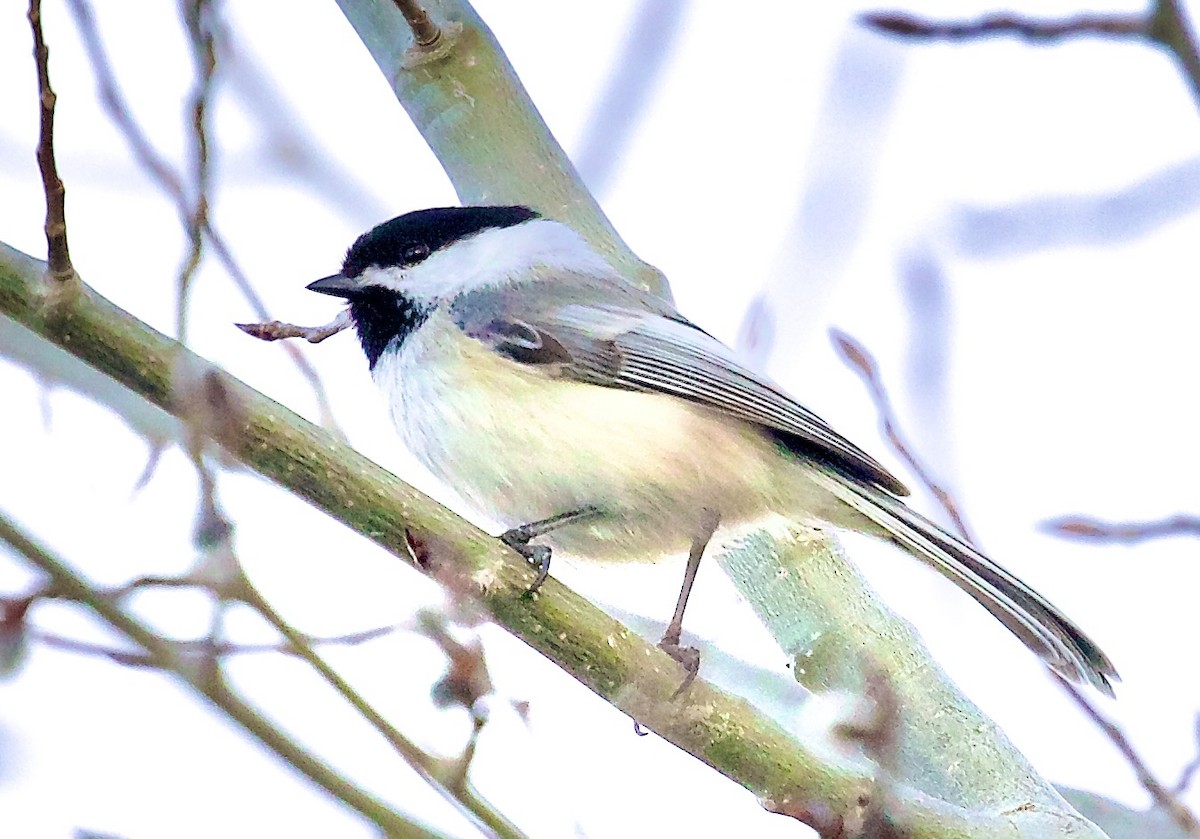 Black-capped Chickadee - ML652647726