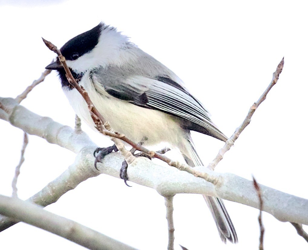 Black-capped Chickadee - ML652647737