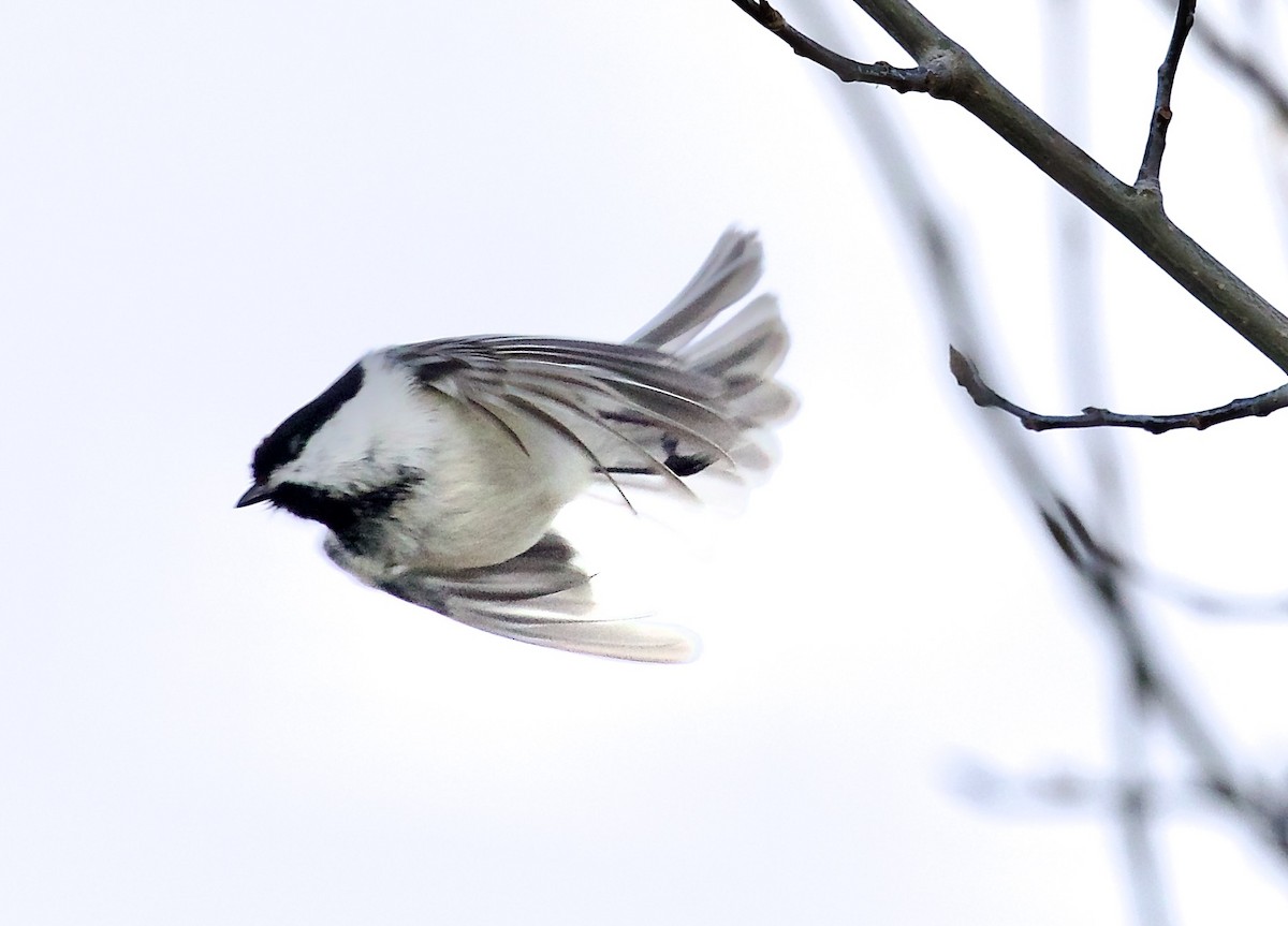 Black-capped Chickadee - ML652647744