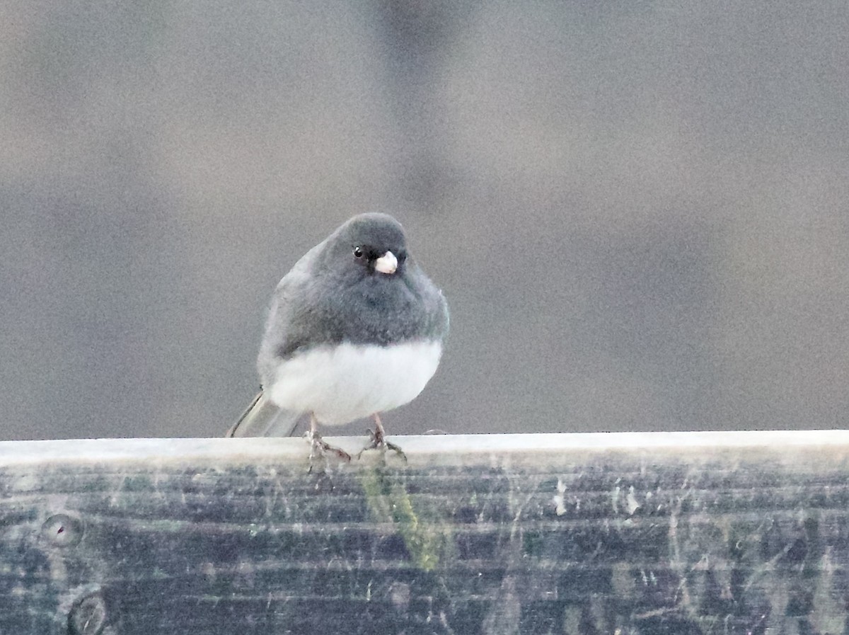Dark-eyed Junco - ML652647749