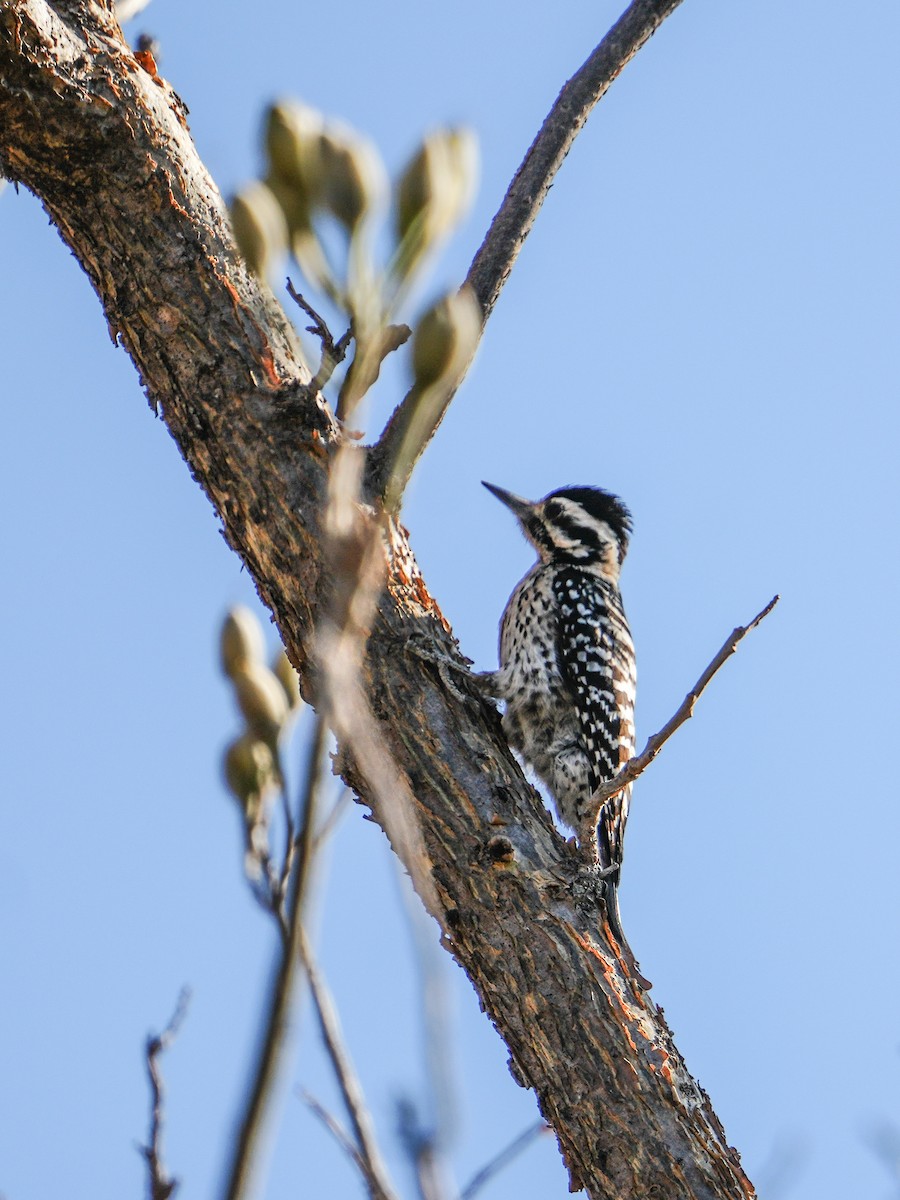 Ladder-backed Woodpecker - ML652647867