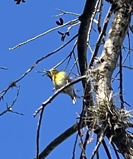 zelenáček žlutoprsý - ML652647912