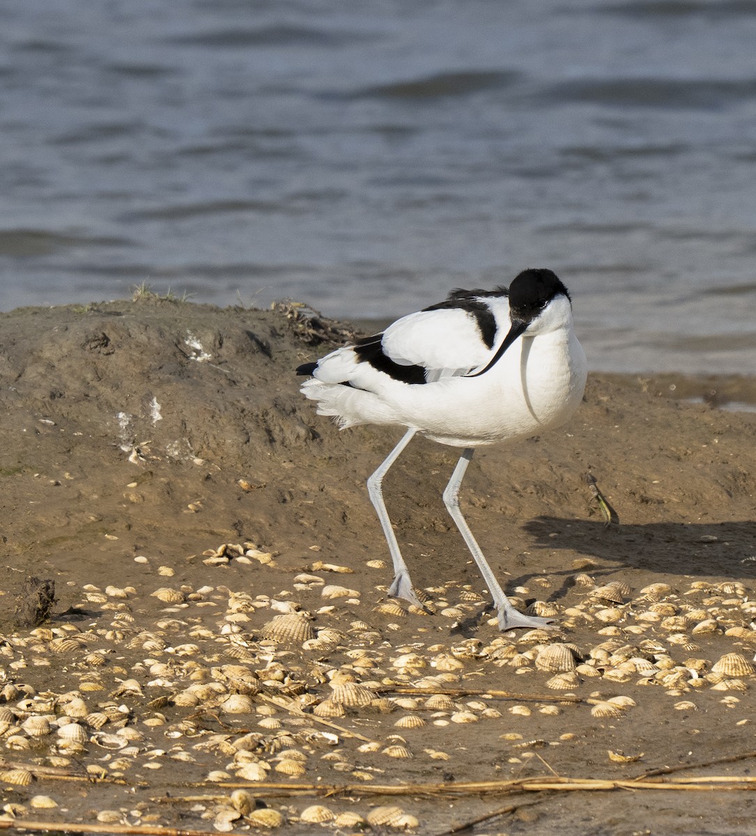 Шилоклювка - ML652648454